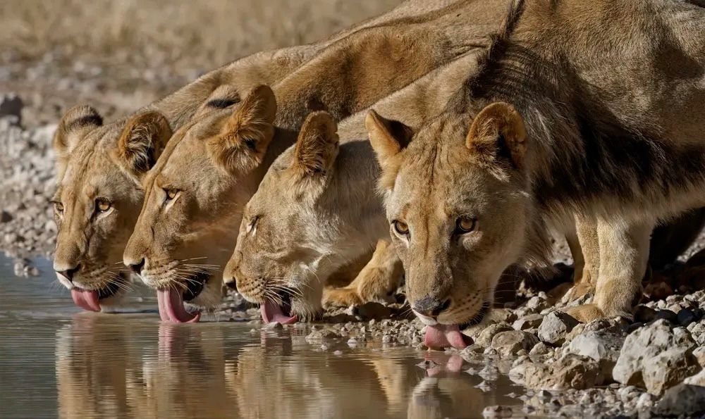 February 2026 - Summer - Peak Heat