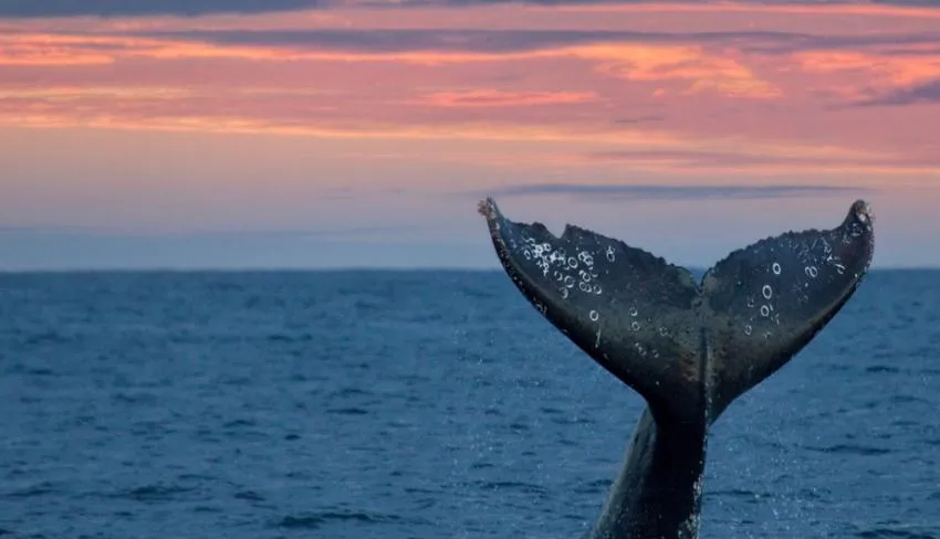 Southern Right Whale tail at sunset